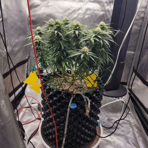 White widow  growlog timeline photo