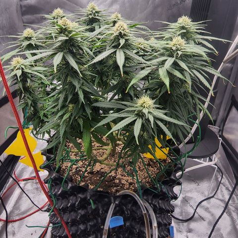 White widow  growlog timeline photo