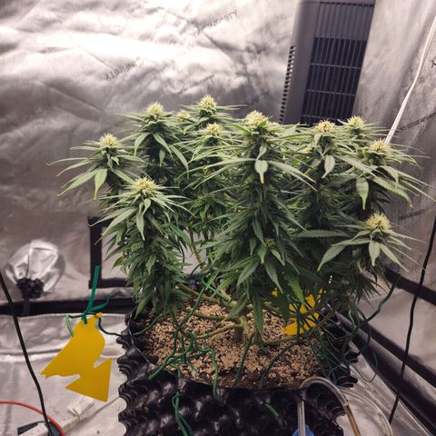 White widow  growlog timeline photo