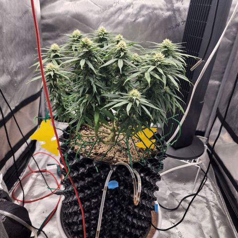 White widow  growlog timeline photo