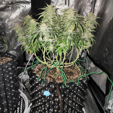 White widow  growlog timeline photo