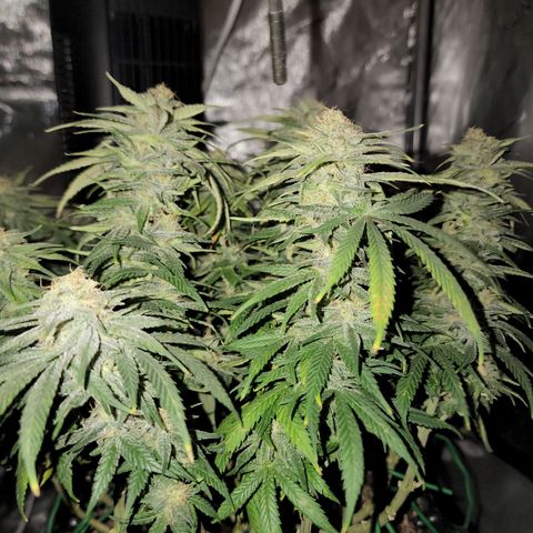 White widow  growlog timeline photo