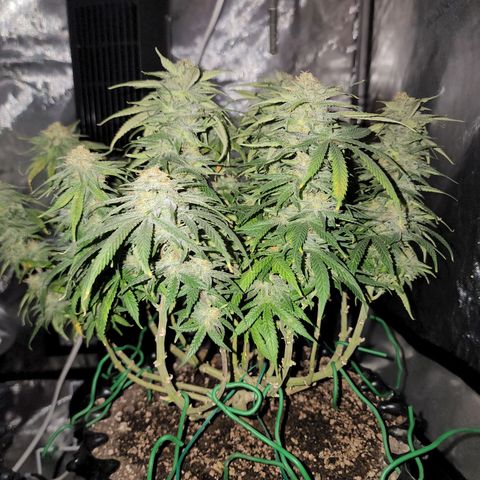White widow  growlog timeline photo