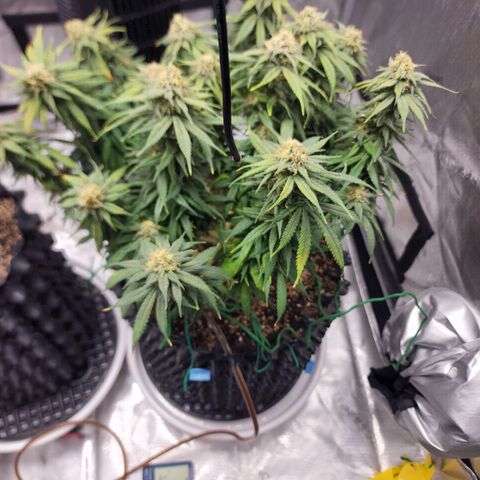 White widow  growlog timeline photo