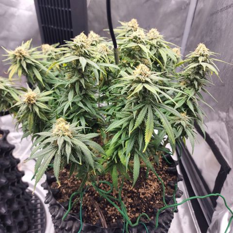 White widow  growlog timeline photo