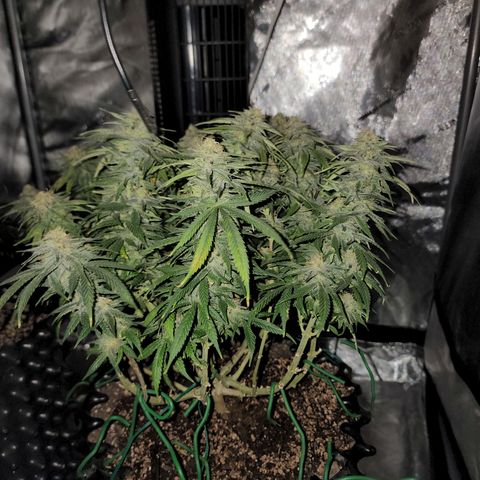 White widow  growlog timeline photo
