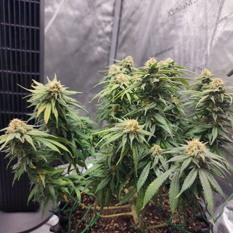 White widow  growlog timeline photo