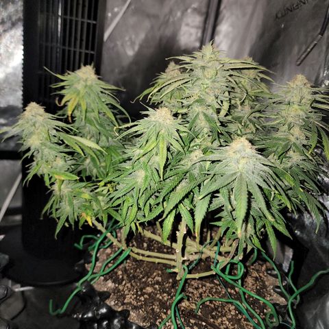 White widow  growlog timeline photo