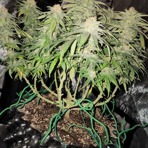 White widow  growlog timeline photo