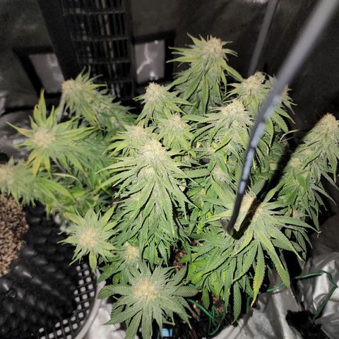 White widow  growlog timeline photo