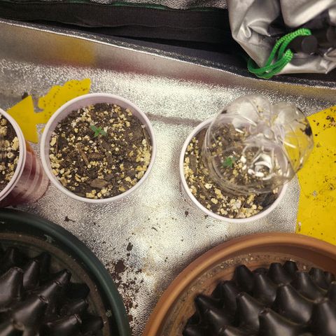Juicy Fruit #2 growlog timeline photo