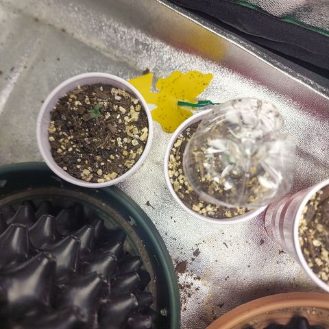 Juicy Fruit #3 growlog timeline photo