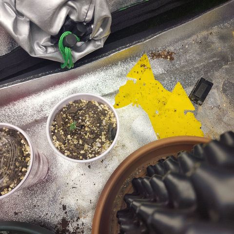 Juicy Fruit #1 growlog timeline photo