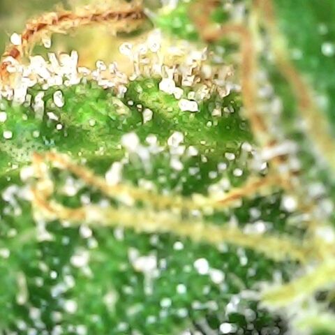 White widow  growlog timeline photo
