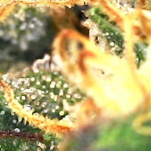 White widow  growlog timeline photo