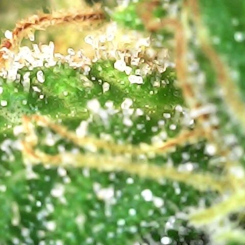 White widow  growlog timeline photo
