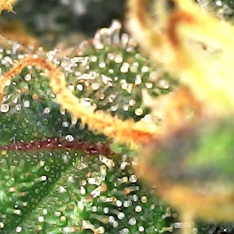 White widow  growlog timeline photo