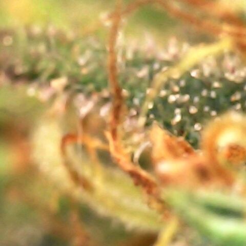 White widow  growlog timeline photo