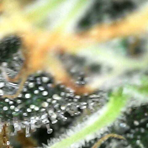 White widow  growlog timeline photo
