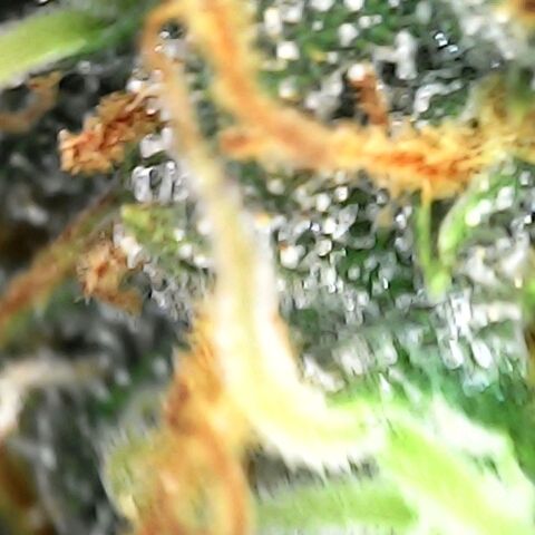 White widow  growlog timeline photo