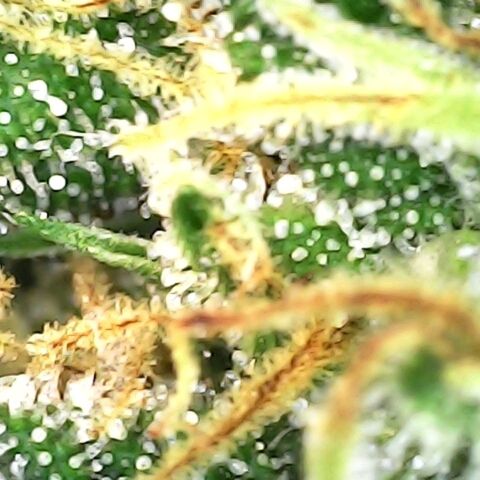 White widow  growlog timeline photo