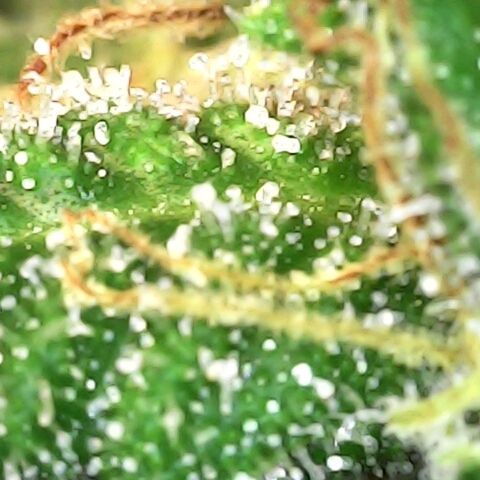 White widow  growlog timeline photo