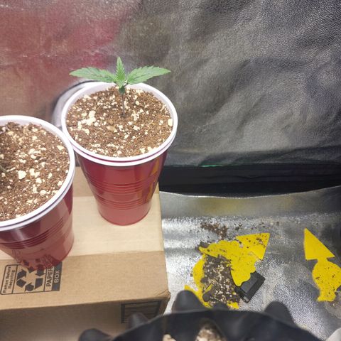 Juicy Fruit #1 growlog timeline photo