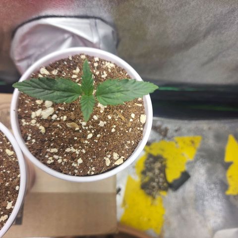 Juicy Fruit #1 growlog timeline photo