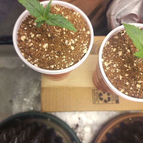 Juicy Fruit #3 growlog timeline photo