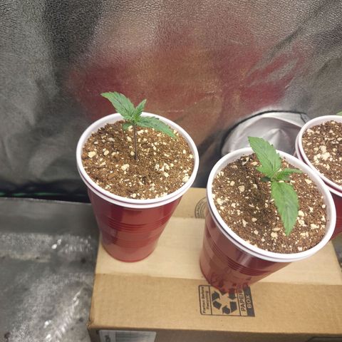 Juicy Fruit #3 growlog timeline photo