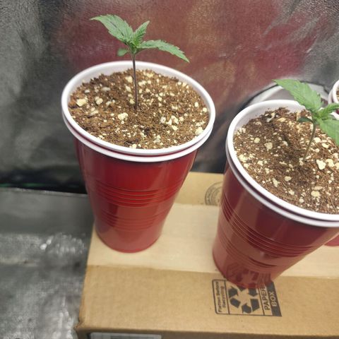 Juicy Fruit #3 growlog timeline photo