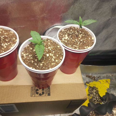 Juicy Fruit #2 growlog timeline photo