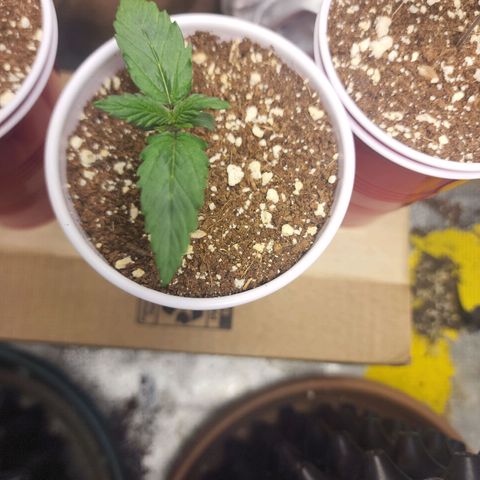 Juicy Fruit #2 growlog timeline photo