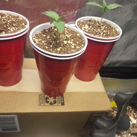 Juicy Fruit #2 growlog timeline photo