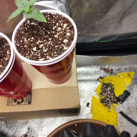 Juicy Fruit #1 growlog timeline photo