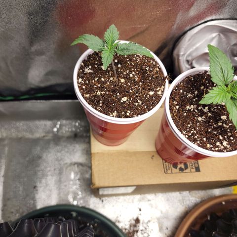 Juicy Fruit #3 growlog timeline photo
