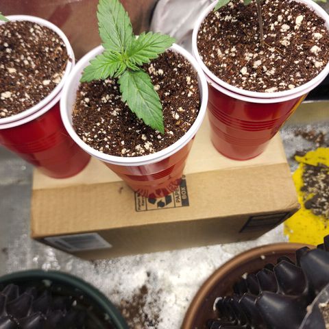 Juicy Fruit #2 growlog timeline photo