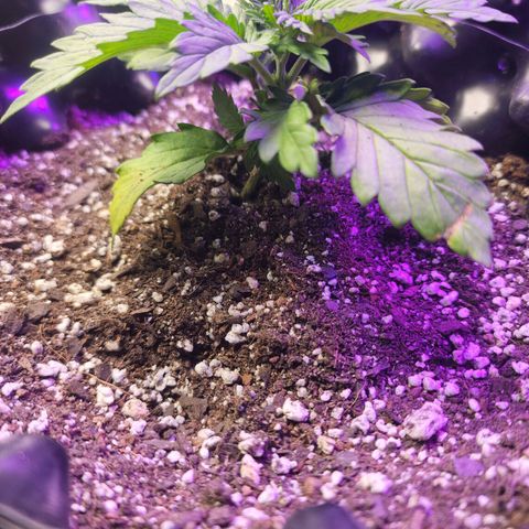 Juicy Fruit #1 growlog timeline photo
