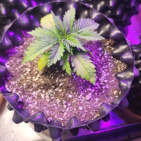 Juicy Fruit #1 growlog timeline photo