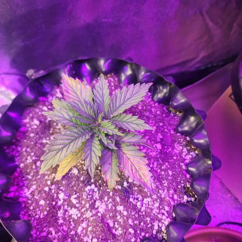 Juicy Fruit #3 growlog timeline photo