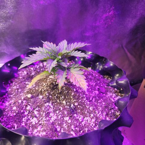 Juicy Fruit #3 growlog timeline photo