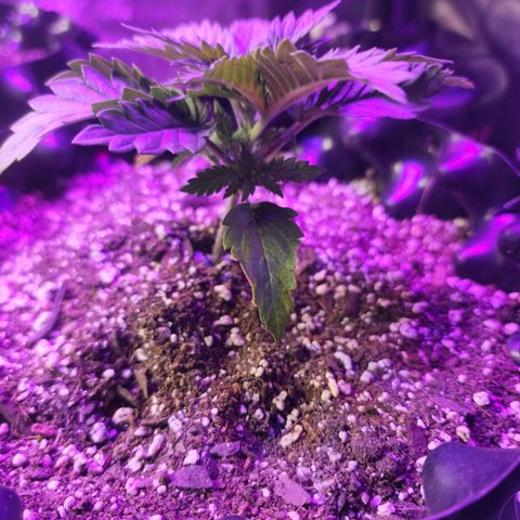 Juicy Fruit #2 growlog timeline photo