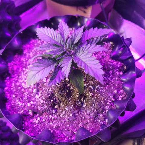 Juicy Fruit #2 growlog timeline photo
