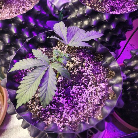 Juicy Fruit #1 growlog timeline photo