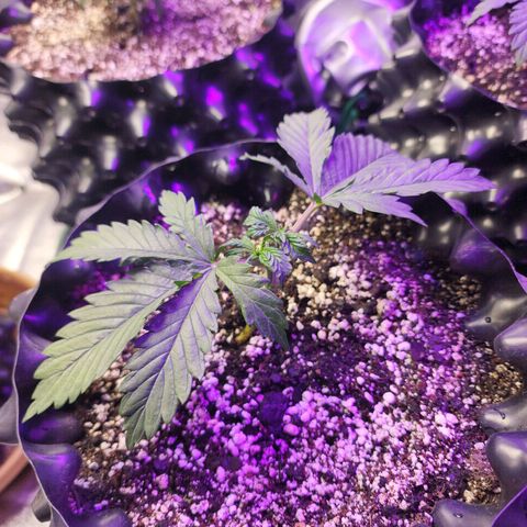 Juicy Fruit #1 growlog timeline photo