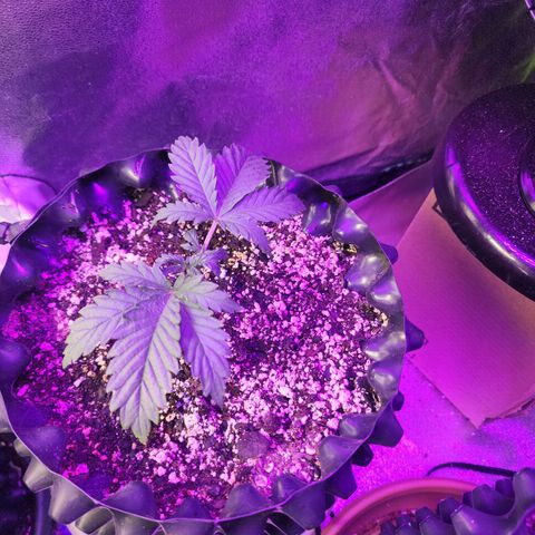 Juicy Fruit #3 growlog timeline photo