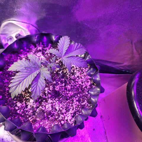 Juicy Fruit #3 growlog timeline photo