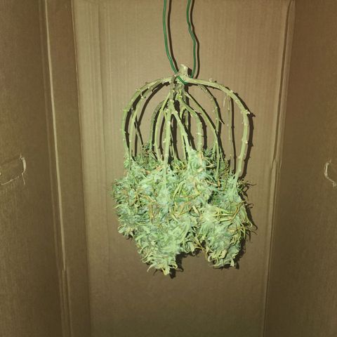 White widow  growlog timeline photo