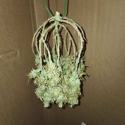 White widow  growlog timeline photo