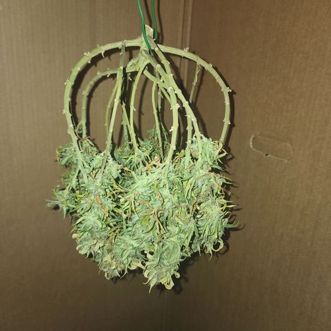 White widow  growlog timeline photo
